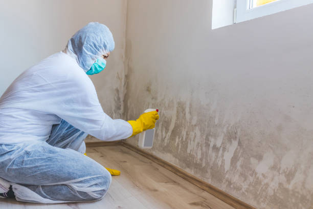 Mold Remediation specialist working in Huntingdon Valley